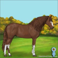 Horse Color:White Spotted Chestnut 