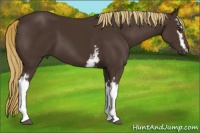 Horse Color:White Spotted Liver Chestnut 