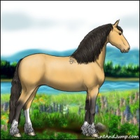 Horse Color:Buckskin 