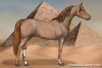 Horse Color:Red Roan 
