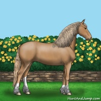 Horse Color:Red Roan