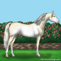 Horse Color:Palomino Roan Frame 