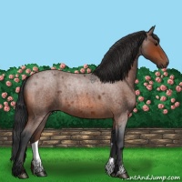 Horse Color:Bay Roan 