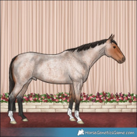 Horse Color:Brown Roan