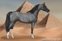 Horse Color:Blue Roan 