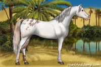 Horse Color:Red Roan Appaloosa 