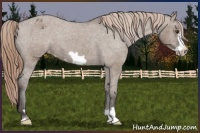 Horse Color:Liver Red Dun Frame Appaloosa Brindle 