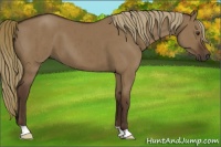 Horse Color:Liver Red Dun Brindle 