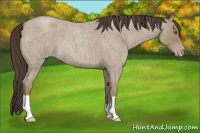 Horse Color:Classic Cream Champagne Roan
