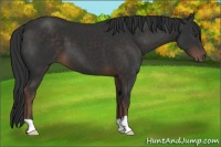 Horse Color:Liver Chestnut 