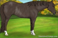 Horse Color:Liver Chestnut Rabicano 