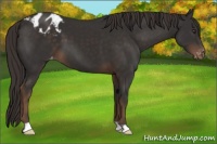 Horse Color:Liver Chestnut Appaloosa 