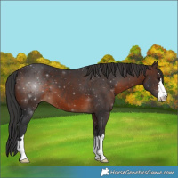 Horse Color:Brown 