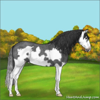 Horse Color:Blue Roan Splash Frame
