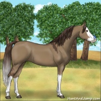 Horse Color:Liver Red Dun Splash 