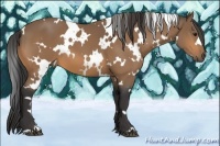 Horse Color:White Spotted Buckskin
