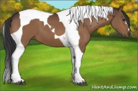 Horse Color:Bay Tobiano 