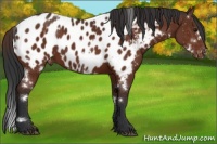 Horse Color:White Spotted Brown Appaloosa 