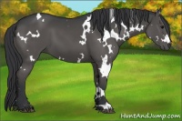 Horse Color:White Spotted Black 