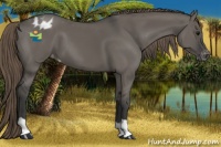 Horse Color:Smoky Grullo Appaloosa 