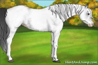 Horse Color:White Spotted Black
