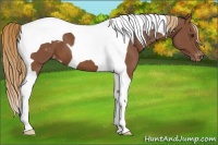 Horse Color:Chestnut Tobiano Appaloosa 