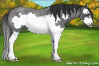 Horse Color:Blue Roan Splash Frame 