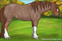 Horse Color:Red Roan