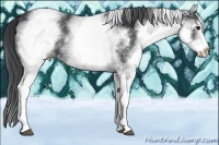 Horse Color:White Spotted Black