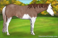 Horse Color:Red Roan Splash 
