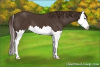 Horse Color:Liver Chestnut Splash 
