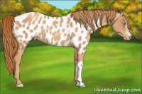Horse Color:Gold Champagne Appaloosa 