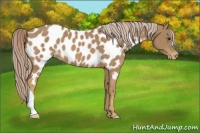 Horse Color:Palomino Appaloosa
