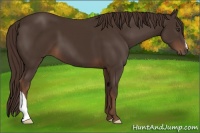 Horse Color:Liver Chestnut