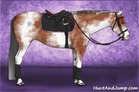 Horse Color:White Spotted Bay 