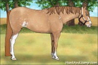 Horse Color:Gold Champagne Sabino Appaloosa 