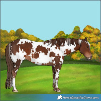 Horse Color:White Spotted Liver Chestnut 
