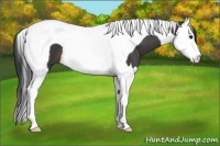 Horse Color:Buckskin Splash Tobiano 