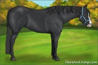 Horse Color:White Spotted Black Splash Frame 
