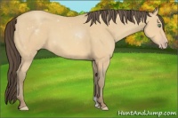 Horse Color:Amber Cream Champagne 