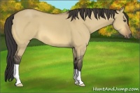 Horse Color:Buckskin Dun 