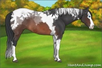 Horse Color:Brown Sabino Splash Tobiano 