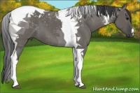 Horse Color:Grullo Tobiano 