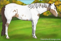 Horse Color:Sable Champagne Tobiano Blanket and Sable Cream Champagne Sabino Tobiano Varnish