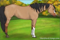 Horse Color:Bay Dun