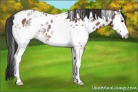 Horse Color:White Spotted Bay Roan Appaloosa