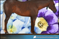 Horse Color:Gray Silver Black 