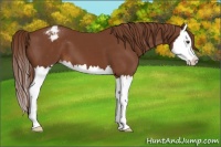 Horse Color:Chestnut Splash Appaloosa 