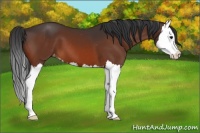 Horse Color:Brown Splash Appaloosa