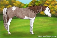 Horse Color:Red Roan Splash Appaloosa 